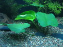 Anubias Barteri